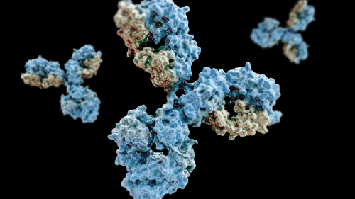 Y-shaped antibody molecule.